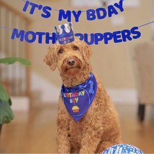 Dog Birthday Party Supplies -Medium and Large Dogs Blue
